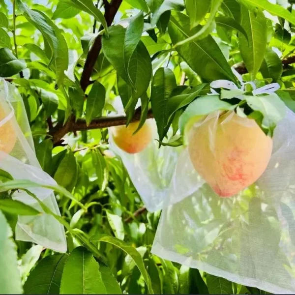 50 PCs । Reusable Fruit Protection Nylon Net Bag  (15×20 cm) । CN-42