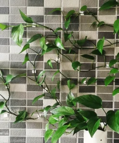 Alternative view of (100Pcs) Self-Adhesive Plant Climbing Clips