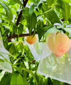 50 PCs । Reusable Fruit Protection Nylon Net Bag Medium (15×20 cm) । CN-42